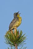 Kirtland's Warbler, Setophaga kirtlandii