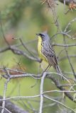 Kirtland's Warbler, Setophaga kirtlandii