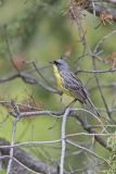 Kirtland's Warbler, Setophaga kirtlandii