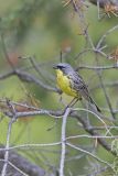 Kirtland's Warbler, Setophaga kirtlandii