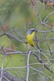 Kirtland's Warbler, Setophaga kirtlandii
