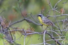 Kirtland's Warbler, Setophaga kirtlandii