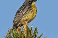 Kirtland's Warbler, Setophaga kirtlandii