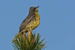 Kirtland's Warbler, Setophaga kirtlandii