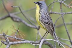 Kirtland's Warbler, Setophaga kirtlandii