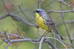 Kirtland's Warbler, Setophaga kirtlandii