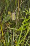 Knotroot Foxtail, Setaria parviflora