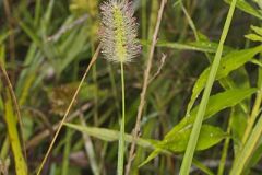 Knotroot Foxtail