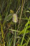 Knotroot Foxtail, Setaria parviflora