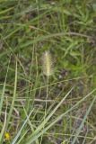 Knotroot Foxtail, Setaria parviflora
