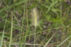 Knotroot Foxtail, Setaria parviflora