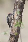 Ladderback Woodpecker, Dryobates scalaris