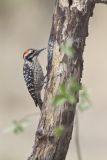 Ladderback Woodpecker, Dryobates scalaris