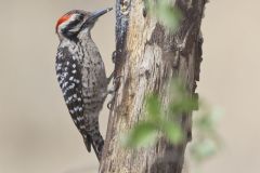 Ladderback Woodpecker