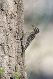 Ladderback Woodpecker, Dryobates scalaris