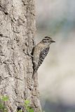 Ladderback Woodpecker, Dryobates scalaris