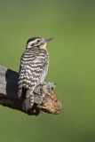 Ladderback Woodpecker, Dryobates scalaris