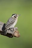 Ladderback Woodpecker, Dryobates scalaris