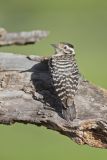 Ladderback Woodpecker, Dryobates scalaris