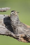 Ladderback Woodpecker, Dryobates scalaris