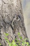 Ladderback Woodpecker, Dryobates scalaris