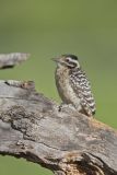 Ladderback Woodpecker, Dryobates scalaris