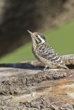 Ladderback Woodpecker, Dryobates scalaris