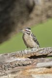 Ladderback Woodpecker, Dryobates scalaris