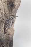 Ladderback Woodpecker, Dryobates scalaris