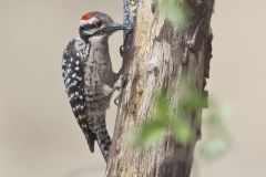 Ladderback Woodpecker, Dryobates scalaris
