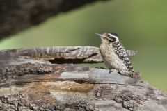 Ladderback Woodpecker, Dryobates scalaris