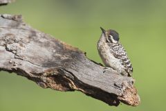 Ladderback Woodpecker, Dryobates scalaris