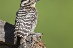 Ladderback Woodpecker, Dryobates scalaris