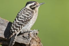 Ladderback Woodpecker, Dryobates scalaris