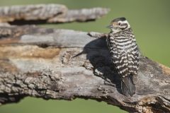Ladderback Woodpecker, Dryobates scalaris