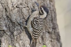 Ladderback Woodpecker, Dryobates scalaris