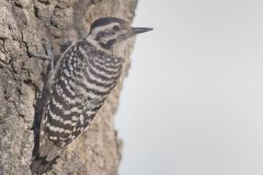 Ladderback Woodpecker, Dryobates scalaris