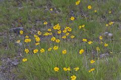 Lakeside Daisy