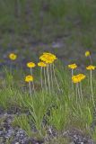 Lakeside Daisy, Tetraneuris herbacea