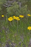 Lakeside Daisy, Tetraneuris herbacea
