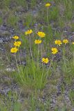 Lakeside Daisy, Tetraneuris herbacea