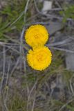 Lakeside Daisy, Tetraneuris herbacea