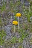 Lakeside Daisy, Tetraneuris herbacea