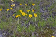 Lakeside Daisy, Tetraneuris herbacea