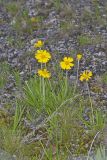 Lakeside Daisy, Tetraneuris herbacea
