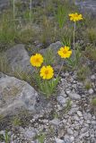 Lakeside Daisy, Tetraneuris herbacea
