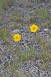 Lakeside Daisy, Tetraneuris herbacea