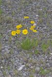 Lakeside Daisy, Tetraneuris herbacea