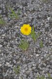 Lakeside Daisy, Tetraneuris herbacea