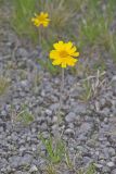 Lakeside Daisy, Tetraneuris herbacea